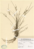 藏品(阿里山燈心草)的圖片